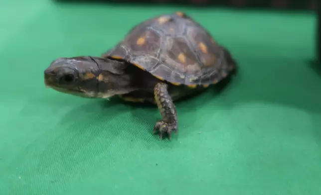 Hong Kong Customs seizes reptiles of suspected scheduled endangered species  Source: HKSAR Government Press Releases