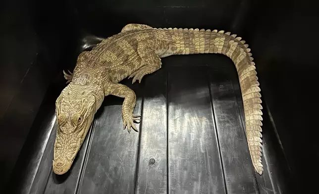Thirty endangered reptiles seized in joint operation by AFCD and Police Source: HKSAR Government Press Releases