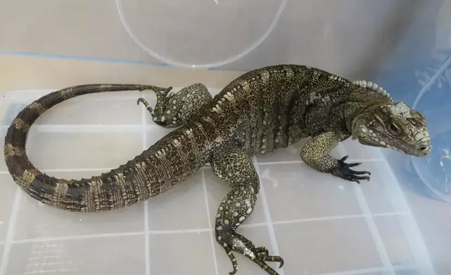 Thirty endangered reptiles seized in joint operation by AFCD and Police Source: HKSAR Government Press Releases