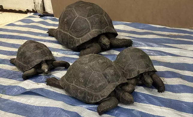 Thirty endangered reptiles seized in joint operation by AFCD and Police Source: HKSAR Government Press Releases