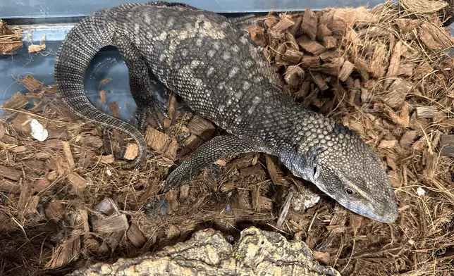 Thirty endangered reptiles seized in joint operation by AFCD and Police Source: HKSAR Government Press Releases