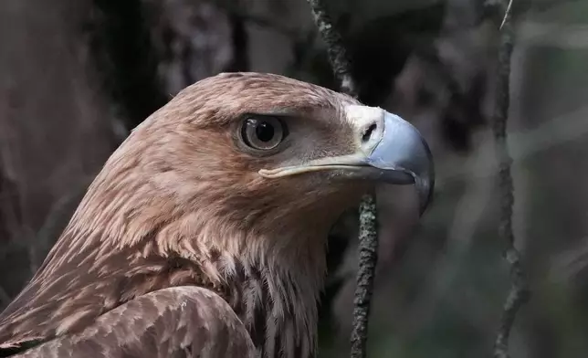 Feliks, an Eastern imperial eagle which flew from Serbia across North Macedonia, Greece, Turkey and Syria, where he fell victim to traffickers, looks out from a cage at Palic Zoo after returning in Serbia, Wednesday, June 24, 2026. (AP Photo/Darko Vojinovic)