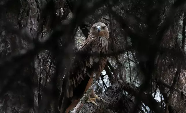 Feliks, an Eastern imperial eagle which flew from Serbia across North Macedonia, Greece, Turkey and Syria, where he fell victim to traffickers looks out from a cage at Palic Zoo after returning in Serbia, Wednesday, June 24, 2026. (AP Photo/Darko Vojinovic)