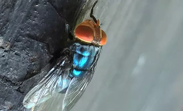 FILE - An adult New World screwworm fly sits in this undated photo. (Denise Bonilla/U.S. Department of Agriculture via AP)