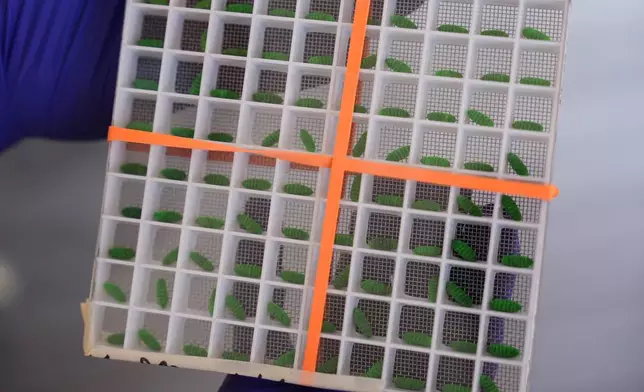 FILE - A test container of dyed fly pupae are displayed at a Domestic New World Screwworm Sterile Fly Production Facility to combat the northward spread of NWS and protect American livestock, in Edinburg, Texas, Feb. 9, 2026. (AP Photo/Eric Gay, File)