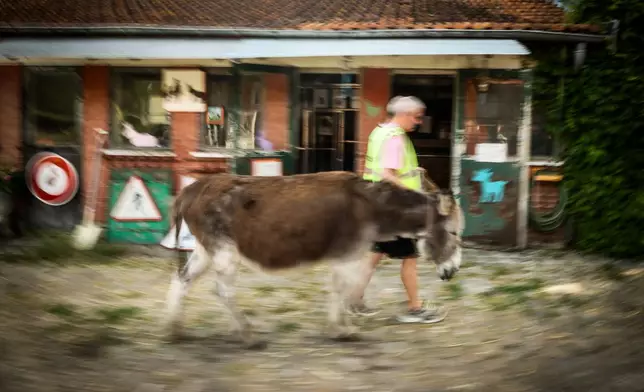 A patient with mental health conditions participates in a therapy session involving donkeys at a psychiatric hospital in Neuilly-sur-Marne, in the eastern suburbs of Paris, Friday, May 29, 2026. (AP Photo/Thomas Padilla)
