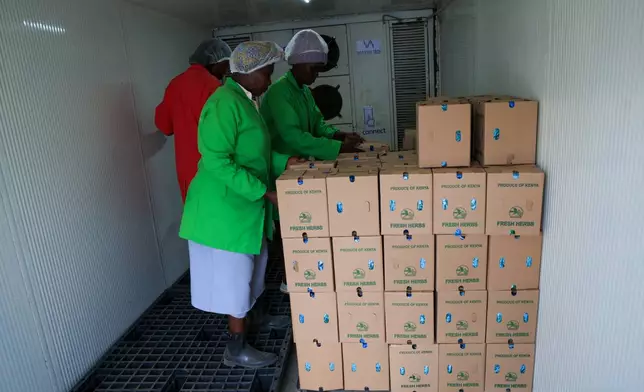 Workers arrange fresh herbs inside a solar-powered cold room at Citadel Agri Merchants in Kitengela, Kajiado County, Kenya, on May 22, 2026. (AP Photo/Andrew Kasuku)
