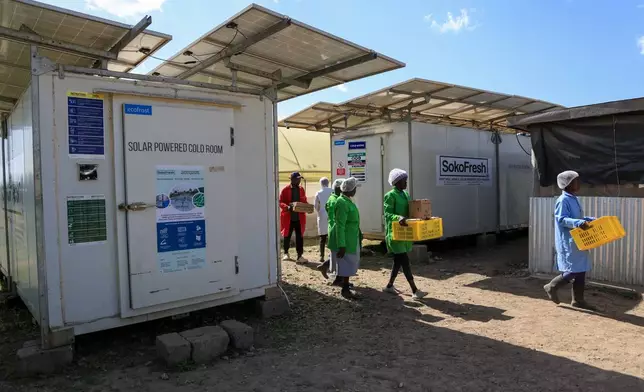 Workers carry fresh herbs from Soko Fresh solar-powered cold rooms at Citadel Agri Merchants in Kitengela, Kajiado County, Kenya, May 22, 2026. (AP Photo/Andrew Kasuku)