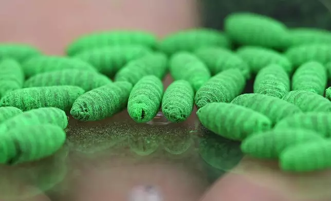 Dyed fly pupae are seen as a sterile fly dispersal station is placed by the U.S. Department of Agriculture to combat the spread of the New World screwworm fly on grounds of a ranch near La Pryor, Texas, Thursday, June 11, 2026. (AP Photo/Eric Gay)