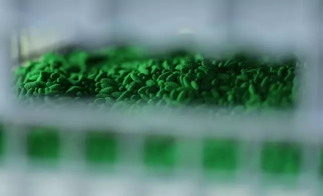Thousands of dyed fly pupae are seen in a sterile fly dispersal station placed by the U.S. Department of Agriculture to combat the spread of the New World screwworm fly on grounds of a ranch near La Pryor, Texas, Thursday, June 11, 2026. (AP Photo/Eric Gay)