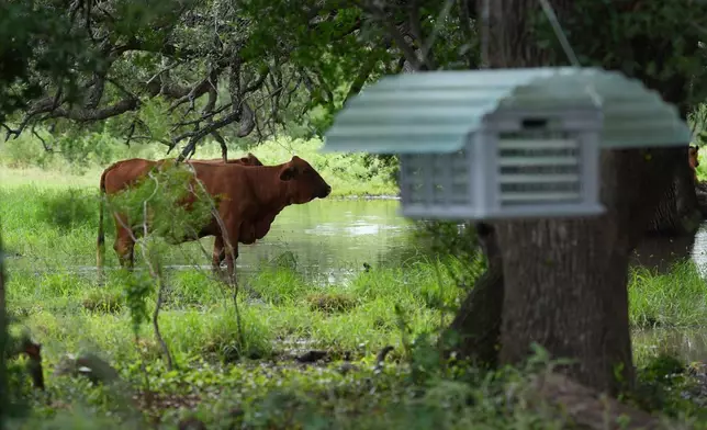 Cattle graze near a sterile fly dispersal station placed by the U.S. Department of Agriculture to combat the spread of the New World screwworm fly on grounds of a ranch near La Pryor, Texas, Thursday, June 11, 2026. (AP Photo/Eric Gay)