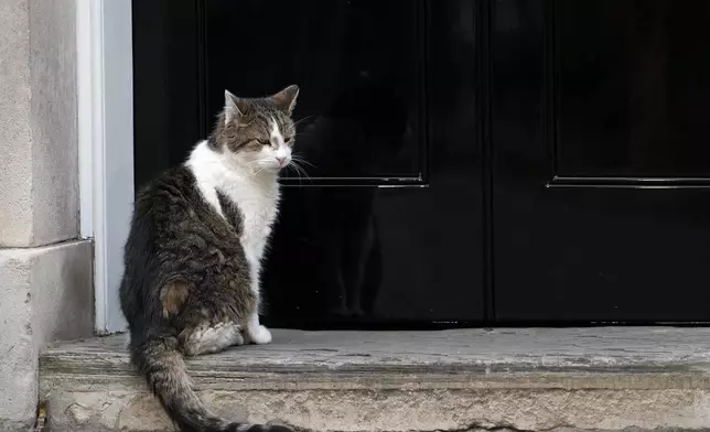 Larry the cat, Chief Mouser to the Cabinet Office waits on the doorstep of 10 Downing Street in London, Monday, June 22, 2026 as expectations are growing that Britain's Prime Minister Keir Starmer will announce his resignation soon.(AP Photo/Kin Cheung)
