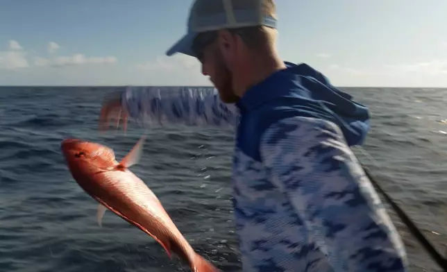 A red snapper caught on the charter boat Jodie Lynn II is released back into the water miles off the coast of St. Augustine, Fla., on May 22, 2026. (AP Photo/Shelby Lum)