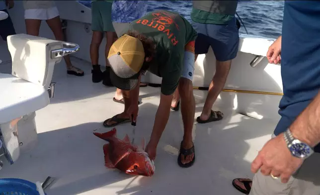 Captain Tyler Usina uses a technique to vent a red snapper caught on the charter boat Jodie Lynn II, before it is released back into the water miles off the coast of St. Augustine, Fla., on May 22, 2026. (AP Photo/Shelby Lum)