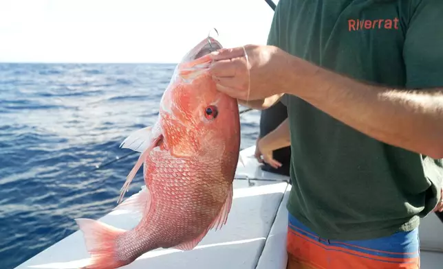 The hook is taken out of a red snapper caught on the charter boat Jodie Lynn II, before releasing it back into the water miles off the coast of St. Augustine, Fla., on May 22, 2026. (AP Photo/Shelby Lum)
