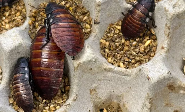 This image supplied by Australia's Department of Climate Change, Energy, the Environment and Water shows, Madagascar hissing cockroaches and dubia cockroaches, seized from a commercial breeder at Bathurst, Australia, Tuesday, May 26, 2026. (Department of Climate Change, Energy, the Environment and Water via AP)