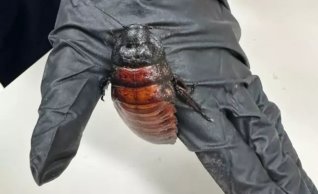 This image supplied by Australia's Department of Climate Change, Energy, the Environment and Water shows, a staff member holding a Madagascar hissing cockroach seized from a commercial breeder at Bathurst, Australia, Tuesday, May 26, 2026. (Department of Climate Change, Energy, the Environment and Water via AP)