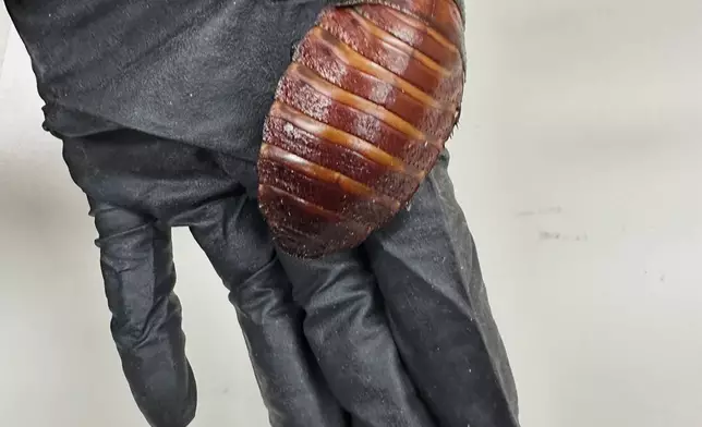 This image supplied by Australia's Department of Climate Change, Energy, the Environment and Water shows, a staff member holding a Madagascar hissing cockroach seized from a commercial breeder at Bathurst, Australia, Tuesday, May 26, 2026. (Department of Climate Change, Energy, the Environment and Water via AP)