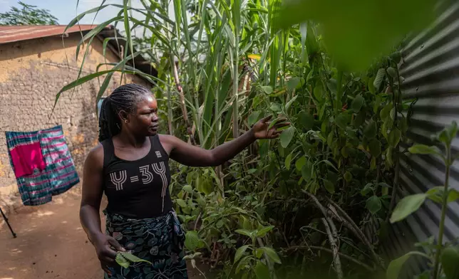 Chantie Joe Kiss, 31, cuts plants to prepare traditional medicines she believes can cure various illnesses in Bunia, Congo, Thursday, June 4, 2026. (AP Photo/Moses Sawasawa)