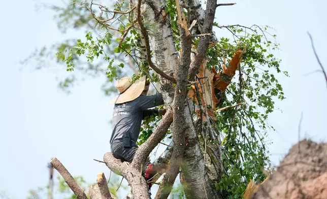 A man cuts branches from a damaged tree in the aftermath of a tornado that tore through Appleton, Wis., Tuesday, July 28, 2026. (AP Photo/Kayla Wolf)