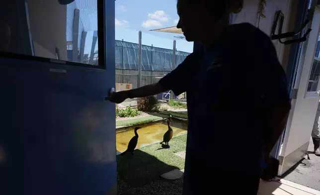 Jeni Smith, Rescue Supervisor at SeaWorld, passes an enclosure for rehabilitating seabirds at the SeaWorld Animal Rescue Center on Thursday, May 14, 2026, in San Diego. (AP Photo/Gregory Bull)