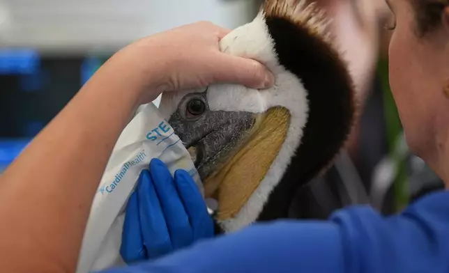 A veterinarian holds an ailing pelican before surgery at SeaWorld on Thursday, May 14, 2026, in San Diego. (AP Photo/Gregory Bull)