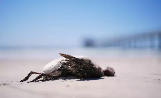 A common murre lies on a beach near Scripps Pier during a survey for dying seabirds Wednesday, May 6, 2026, in San Diego. (AP Photo/Gregory Bull)