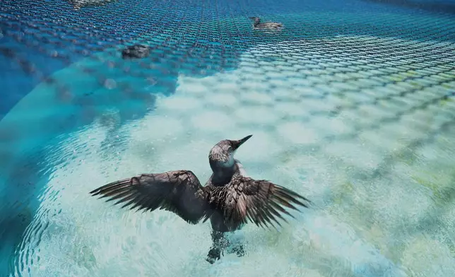 A common murre spreads its wings in a rehabilitation tank at the SeaWorld Animal Rescue Center on Thursday, May 14, 2026, in San Diego. (AP Photo/Gregory Bull)