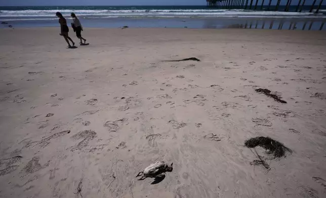 Beachgoers pass a dead common murre on a beach near Scripps Pier during a survey for dying seabirds Wednesday, May 6, 2026, in San Diego. (AP Photo/Gregory Bull)