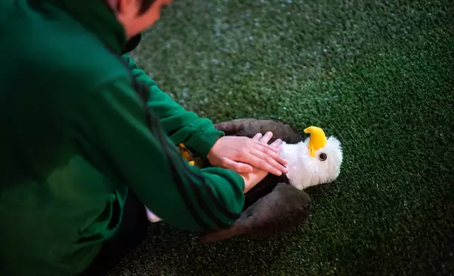 A child pretends to resuscitate a toy eagle as they watch the World Cup round of 16 soccer match between the United States and Belgium during a watch party at the Rockefeller Center fan village, Monday, July 6, 2026 in New York. (AP Photo/Adam Gray)