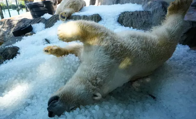 Polar bears cool down on a pile of ice that was brought to theirs enclosure on a hot and sunny day at the Zoo in Prague, Czech Republic, Thursday, July 30, 2026. (AP Photo/Petr David Josek)