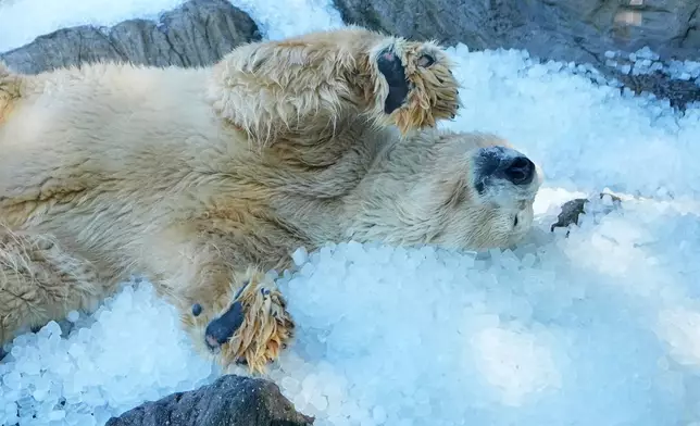 Polar bear cools down on a pile of ice that was brought to its enclosure on a hot and sunny day at the Zoo in Prague, Czech Republic, Thursday, July 30, 2026. (AP Photo/Petr David Josek)