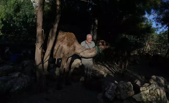 Hussein Hamza, who cares for pets left behind by their owners after they fled following the outbreak of the latest Israel-Hezbollah war, checks on a camel at his animal shelter in the village of Kfaroue, near Nabatiyeh, southern Lebanon, Thursday, July 2, 2026. (AP Photo/Bilal Hussein)