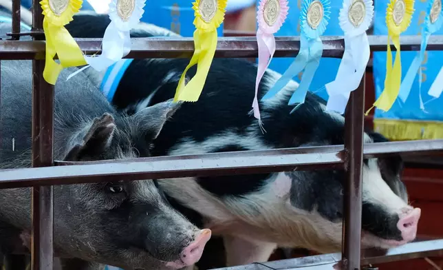 Prize-winning pigs ride on a truck during the opening ceremony of the Rural Society's annual exposition in Buenos Aires, Argentina, Sunday, July 26, 2026. (AP Photo/Natacha Pisarenko)