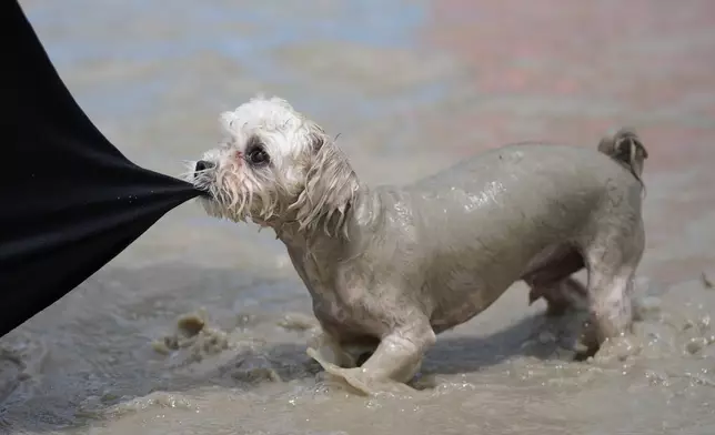 A dog plays in a mud pool during the Boryeong Mud Festival near a beach in Boryeong, South Korea, Saturday, July 25, 2026. (AP Photo/Lee Jin-man)