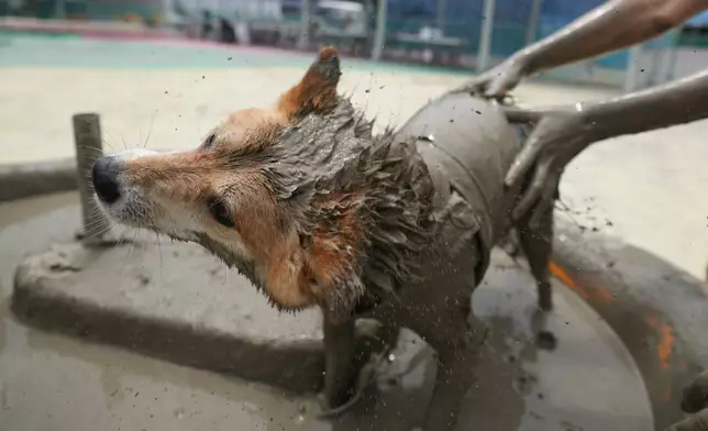 A dog plays in a mud pool during the Boryeong Mud Festival near a beach in Boryeong, South Korea, Saturday, July 25, 2026. (AP Photo/Lee Jin-man)
