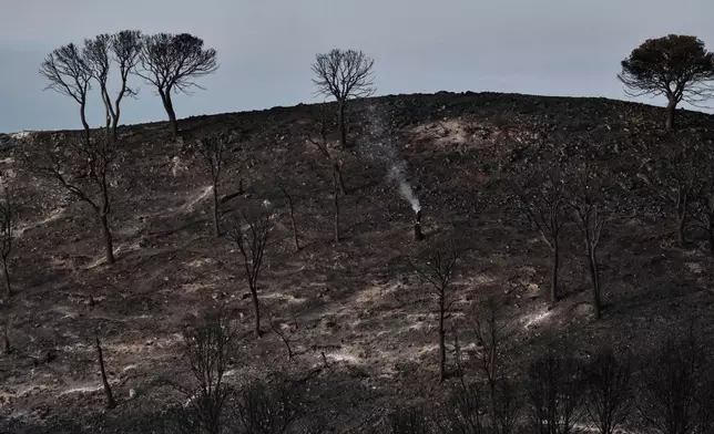 A view of a burnt area affected by wildfires in Bedar, near Almeria, Spain, Saturday, July 11, 2026. (AP Photo/Gregorio Marrero)