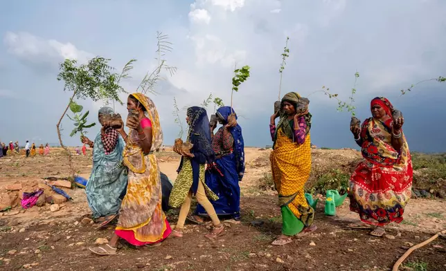 Indian laborers carry saplings for planting as part of government's tree planting campaign at Gadha Katra Village Shankargarh, on the outskirts of Prayagraj, in northern Uttar Pradesh state, India, Monday, July 27, 2026. (AP Photo/Rajesh Kumar Singh)