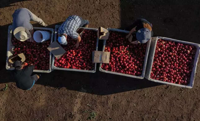 Family members and volunteers bag nectarines during a free giveaway at Cesar Mora's orchard in Reedley, Calif., Wednesday, July 1, 2026, amid an ongoing contract dispute over the crop. (AP Photo/Jae C. Hong)