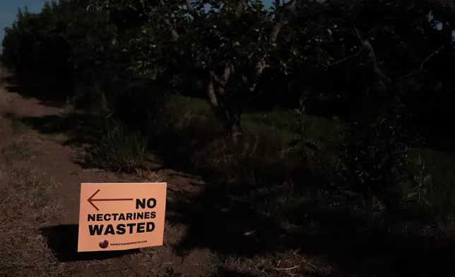 A sign directs people to a free nectarine giveaway at Cesar Mora's orchard in Reedley, Calif., Wednesday, July 1, 2026. (AP Photo/Jae C. Hong)