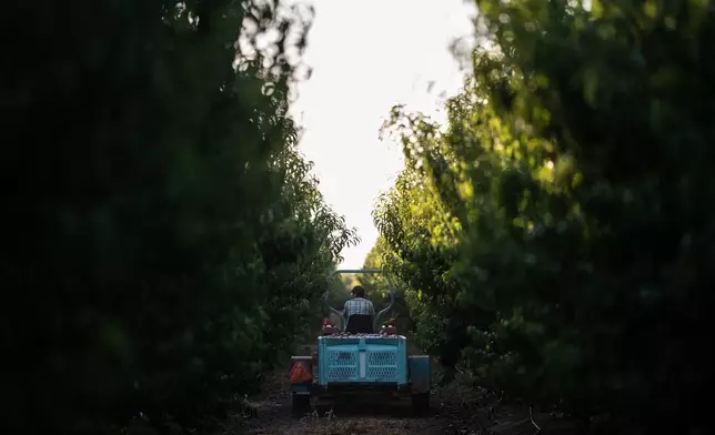 A farmworker drives a tractor carrying bins filled with nectarines through Cesar Mora's orchard in Reedley, Calif., Wednesday, July 1, 2026, ahead of a free giveaway amid an ongoing contract dispute over the crop. (AP Photo/Jae C. Hong)
