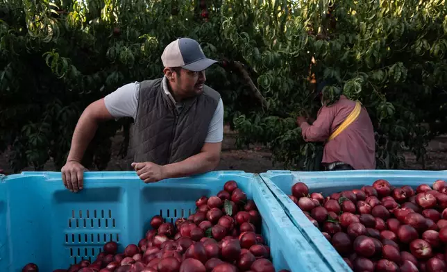 Cesar Mora stands next to bins filled with nectarines as workers pick fruit at his orchard in Reedley, Calif., Wednesday, July 1, 2026, ahead of a free giveaway amid an ongoing contract dispute over the crop. (AP Photo/Jae C. Hong)
