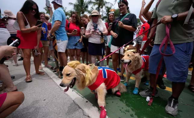 A pair of dogs wear Norway's flag, a Viking helmet and a blond ponytail hairpiece suggestive of striker Erling Haaland's hair, as Norway soccer fans gather on Ocean Drive in Miami Beach, Fla., Friday, July 10, 2026, on the eve of their team's quarterfinal World Cup soccer match against England. (AP Photo/Rebecca Blackwell)