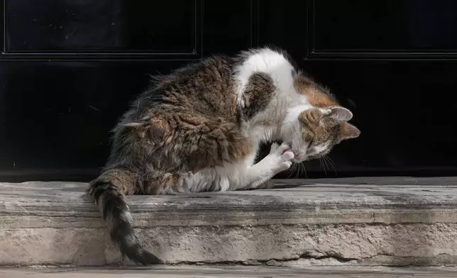 Larry the cat, Chief Mouser to the Cabinet Office, sits on the doorstep to No10 Downing Street as Labour Party leader Andy Burnham is set to become the U.K.'s new prime minister, succeeding Keir Starmer in London, Monday, July 20, 2026.(AP Photo/Kirsty Wigglesworth)