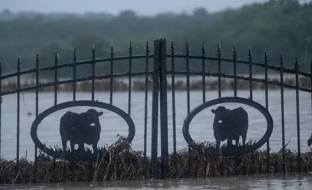 A property's gate featuring cattle is partially submerged with flood waters along State Highway 27 in Comfort, Texas, Thursday, July 16, 2026. (AP Photo/Joel Angel Juarez)