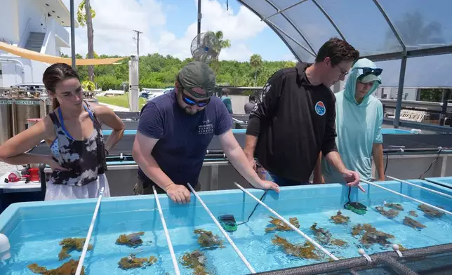 Senior research associate Hesley Dalton, center, reviews the placement of elkhorn coral in a saltwater restoration tank with research assistant Julia Cafiero and interns Jennifer Dranetz and Johnnie Smotrich at the the University of Miami Rosenstiel School of Marine, Atmospheric, and Earth Science, Wednesday, July 22, 2026, in Key Biscayne, Fla. (AP Photo/Marta Lavandier)
