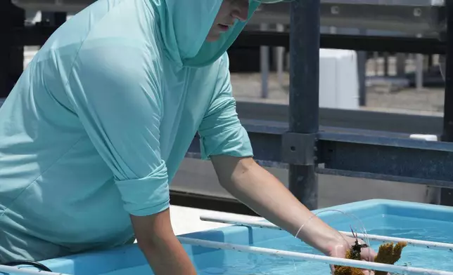 Research associate Julia Cafiero places an elkhorn coral that was collected from a offshore nursery to a saltwater restoration tank at the University of Miami Rosenstiel School of Marine, Atmospheric, and Earth Science, Wednesday, July 22, 2026, in Key Biscayne, Fla. (AP Photo/Marta Lavandier)