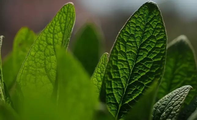Comfry, a plant used in herbal remedies, grows Tuesday, April 21, 2026, at a farm in Hopkinton, R.I. (AP Photo/Joshua A. Bickel)