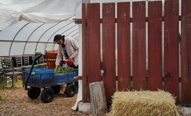 Dawn Spears loads a cart full of tomato plants Tuesday, April 21, 2026, at her farm in Hopkinton, R.I. (AP Photo/Joshua A. Bickel)