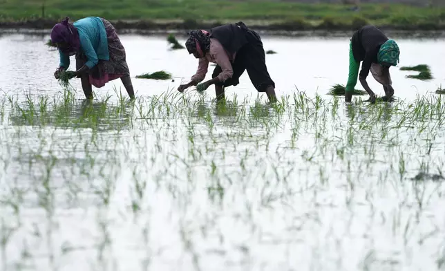 Indian farm workers replant paddy saplings in a field after monsoon rains in the outskirts of Ahmedabad, India, Friday, July 10, 2026. (AP Photo/Ajit Solanki)